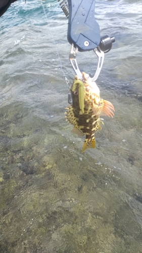 イソゴンベの釣果