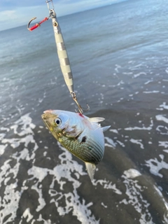 コノシロの釣果