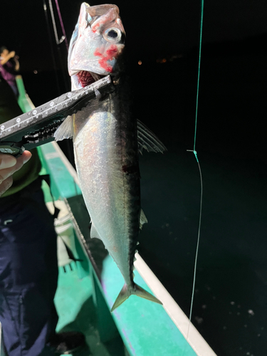 タチウオの釣果