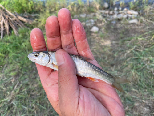 ウグイの釣果