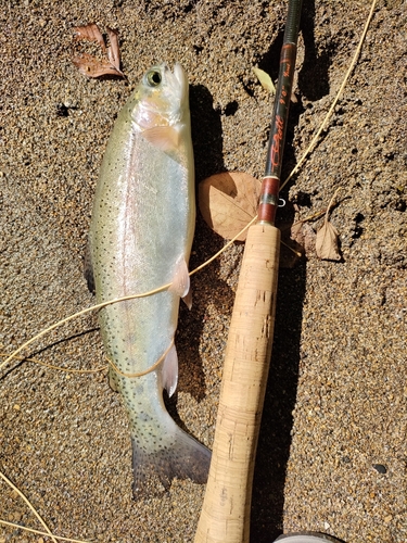 ブラウントラウトの釣果