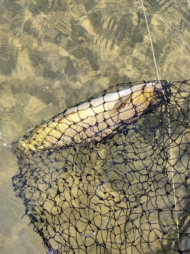 ブラウントラウトの釣果