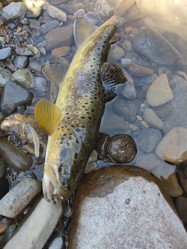 ブラウントラウトの釣果