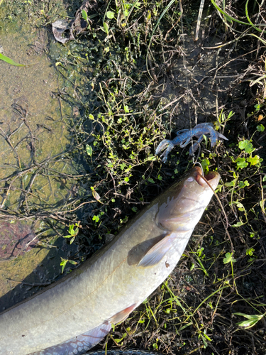 ナマズの釣果