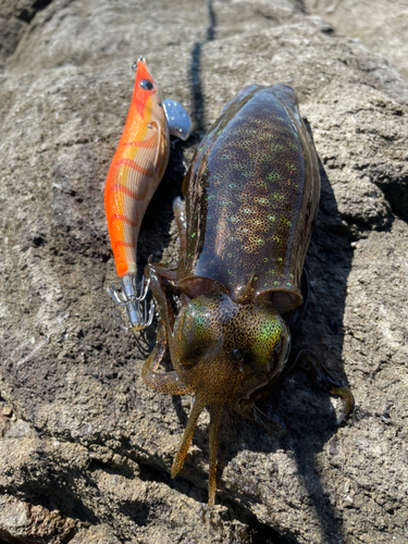 アオリイカの釣果