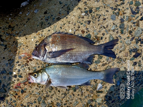 メイタの釣果