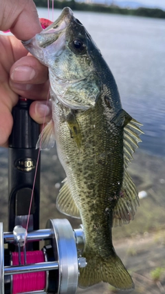 ラージマウスバスの釣果