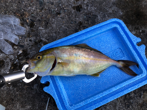 ショゴの釣果