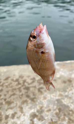 チャリコの釣果