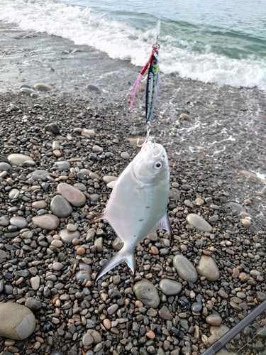 ネイリの釣果