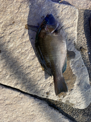 メジナの釣果