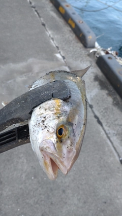 カンパチの釣果