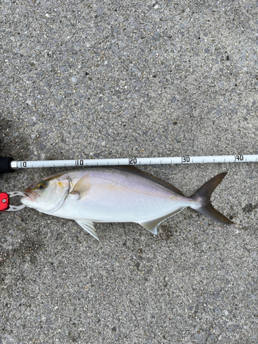 ネリゴの釣果