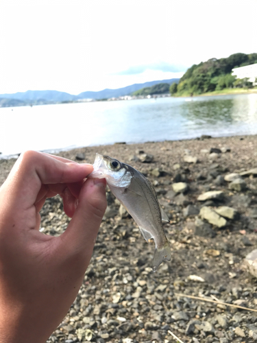 スズキの釣果