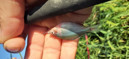 タイリクバラタナゴの釣果