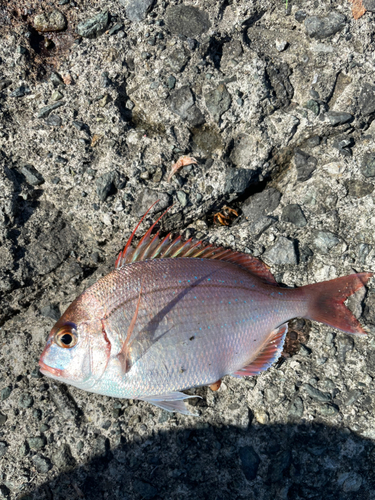 チャリコの釣果