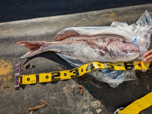 マダイの釣果