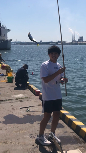 イワシの釣果