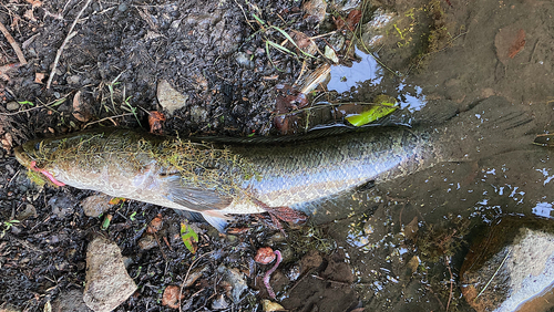 ライギョの釣果