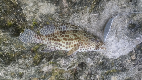 イシミーバイの釣果