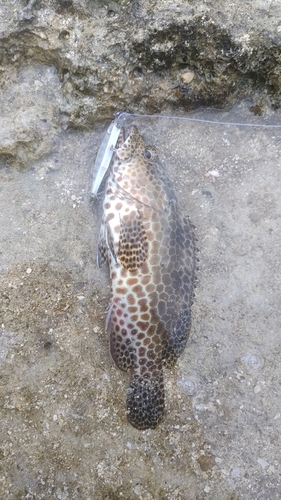 イシミーバイの釣果