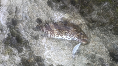 イシミーバイの釣果