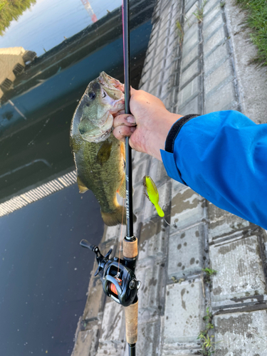 ブラックバスの釣果