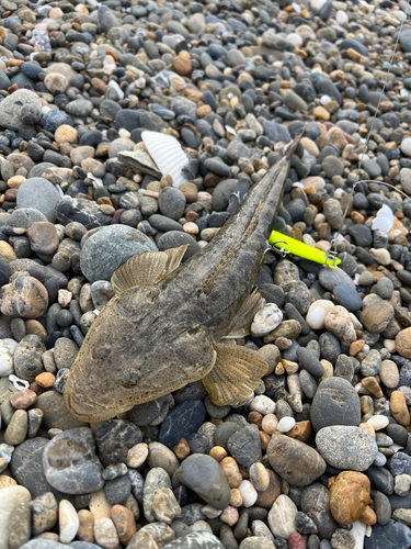 マゴチの釣果