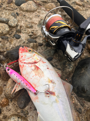 カンパチの釣果