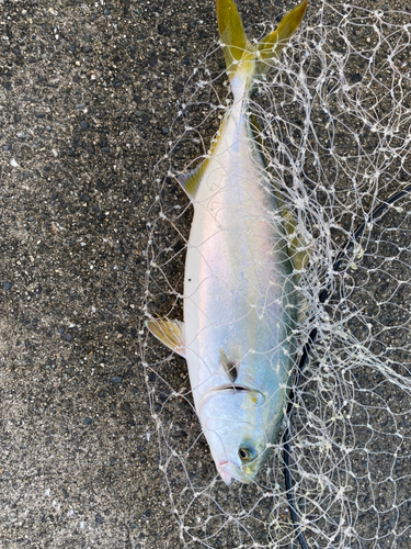 ツバスの釣果