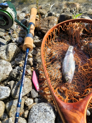 ニジマスの釣果