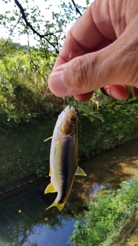 カワムツの釣果