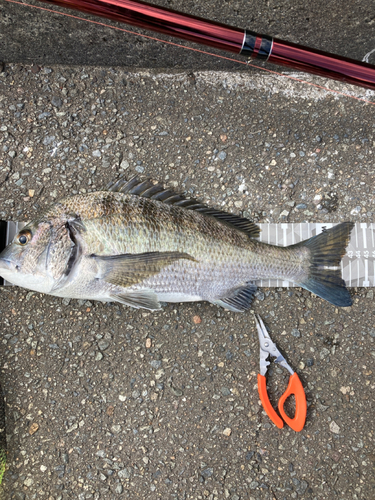 クロダイの釣果