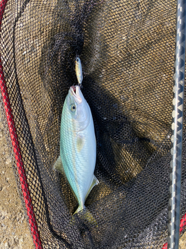 ツバスの釣果