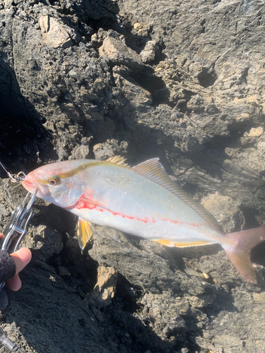 ショゴの釣果