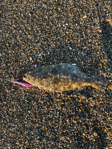 ソゲの釣果