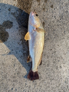 イシモチの釣果