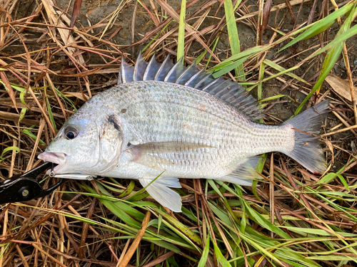 キビレの釣果