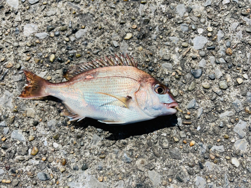 タイの釣果