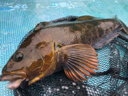 アイナメの釣果