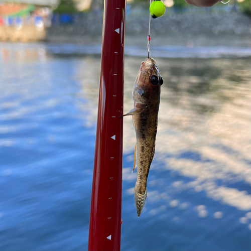 マハゼの釣果