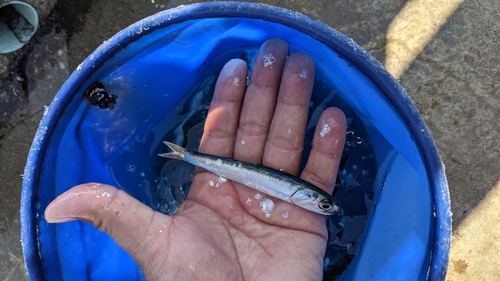 カタクチイワシの釣果