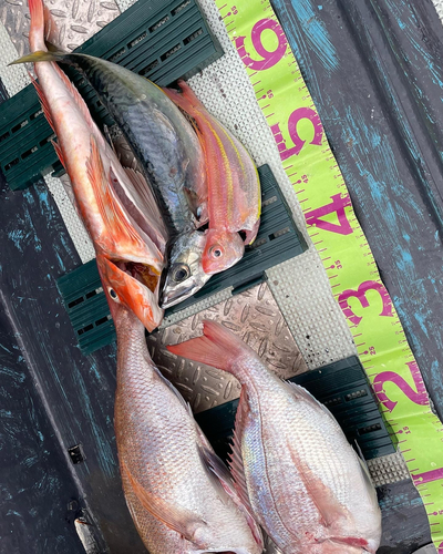 マダイの釣果