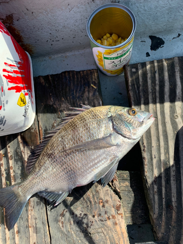 チヌの釣果