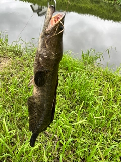 ライギョの釣果