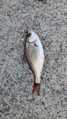 ウミタナゴの釣果