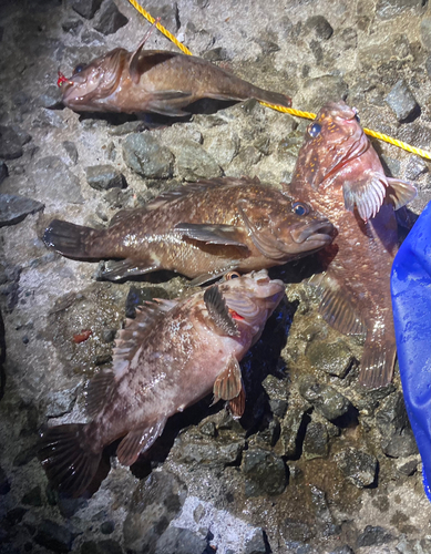 ハチガラの釣果