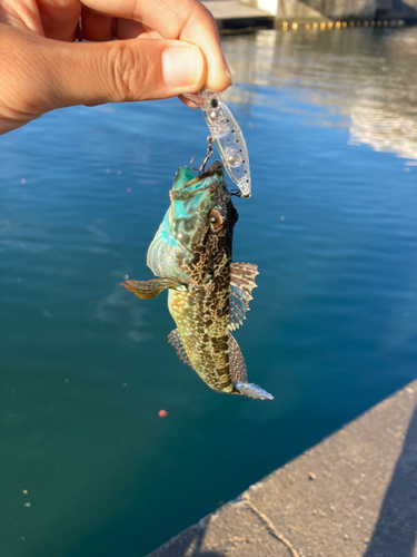 アナハゼの釣果