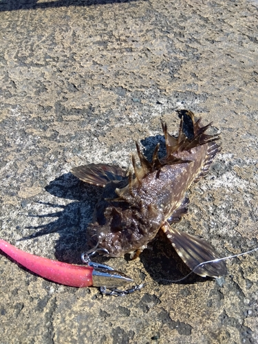 オニオコゼの釣果