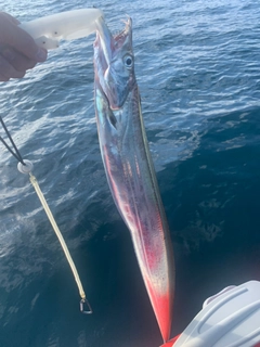 タチウオの釣果